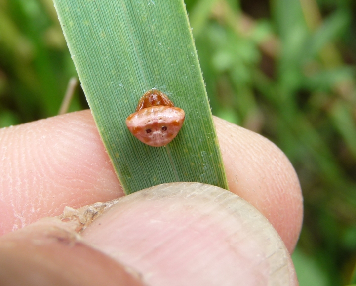Cyrtarachne ixoides